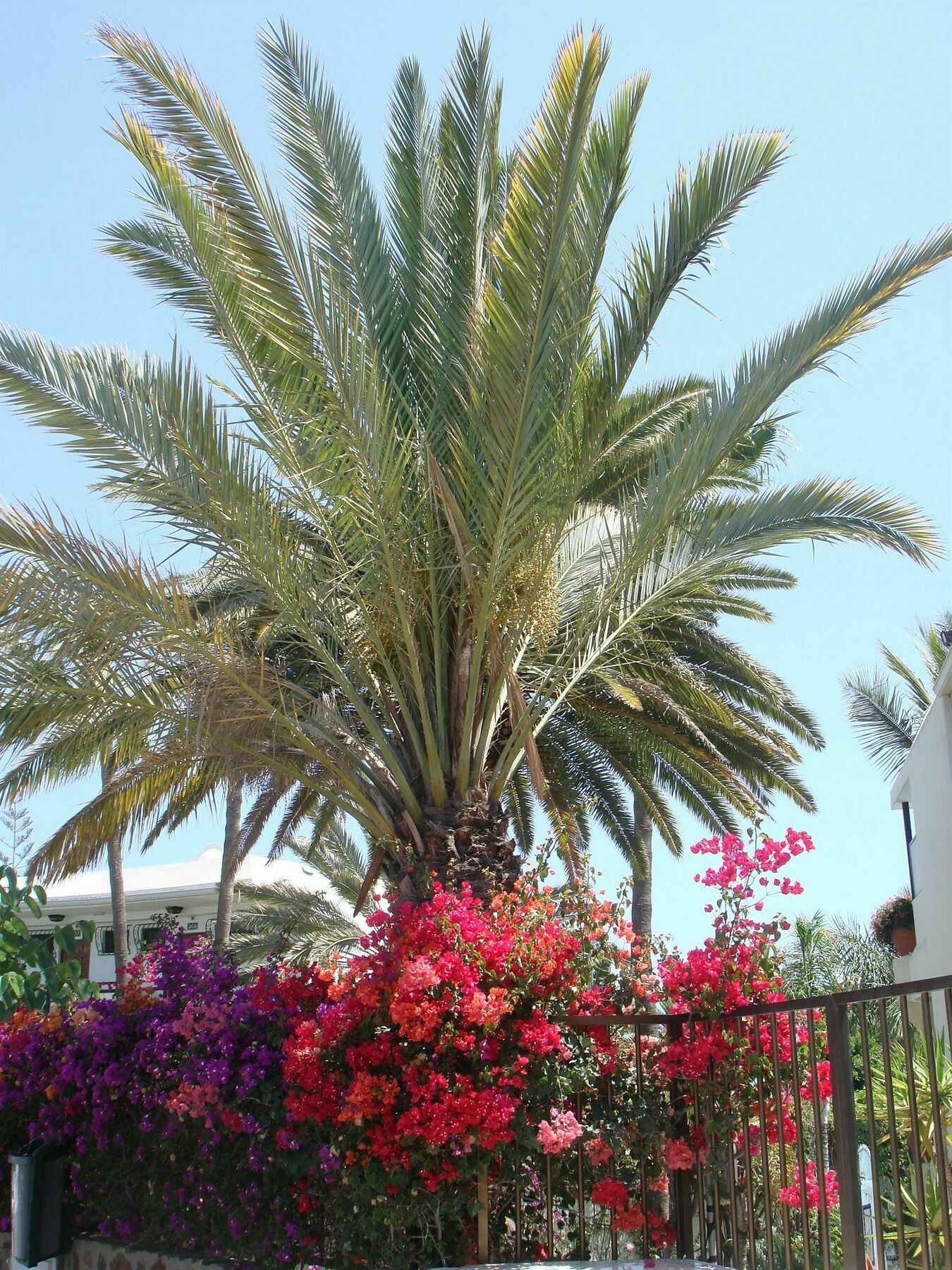 Appartamento Alsol Nogal (Adults Only) Playa del Inglés Esterno foto