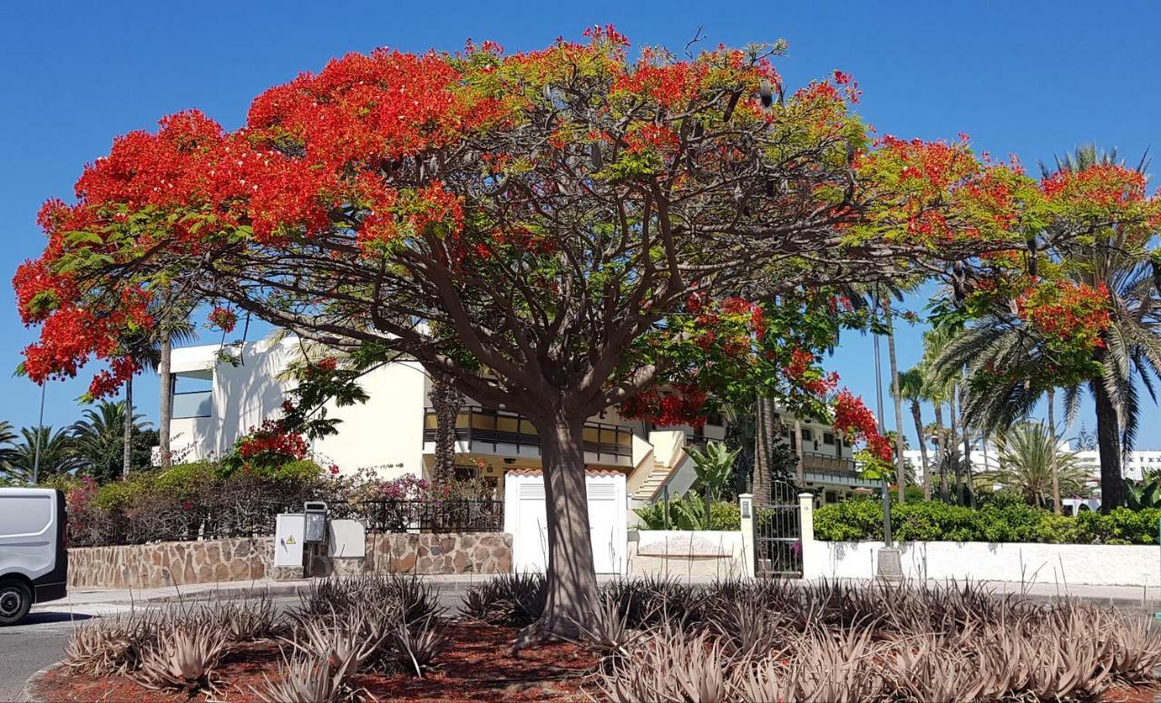Appartamento Alsol Nogal (Adults Only) Playa del Inglés Esterno foto